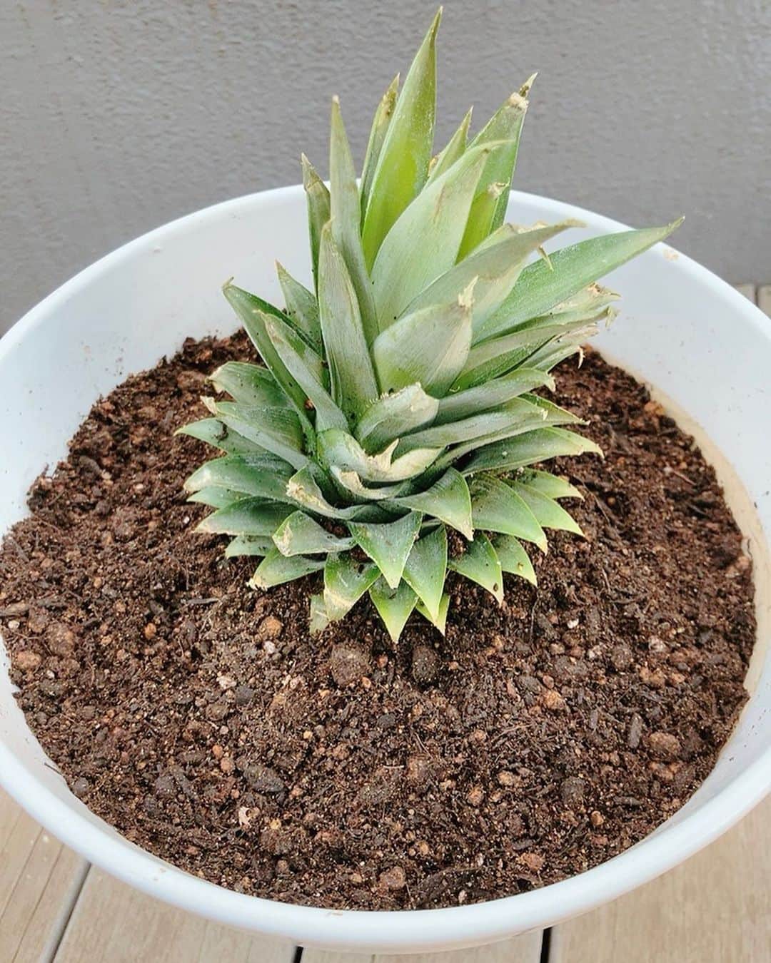 佐藤千晶のインスタグラム：「家庭菜園デビュー？！ パイナップル植えました🍍笑  島倉千代子さんの歌が店内に流れる 笑顔の素敵なご夫婦が営む八百屋さん。 そこにはパイナップルカッターと呼ばれる機械が…❣️ #こちらが放送でお話ししたパイナップルです😊 #走れ歌謡曲 #文化放送 #素敵な八百屋さん #千葉県我孫子市 #八百正 #パイナップル #SNSでぜひ宣伝してね〜とのことで写真や動画の許可いただいています❣️」