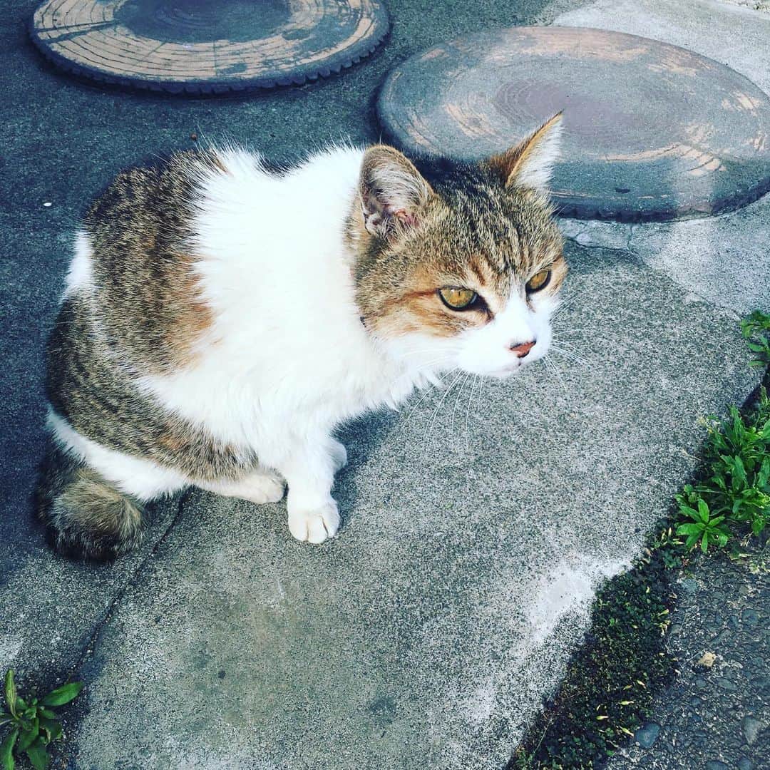 佐藤仁美さんのインスタグラム写真 - (佐藤仁美Instagram)「めっちゃ可愛い猫いた。目が綺麗。 #猫 #ねこ #ネコ #ぬこ #ヌコ #むぎ」6月25日 16時19分 - sato.hitomi.19791010