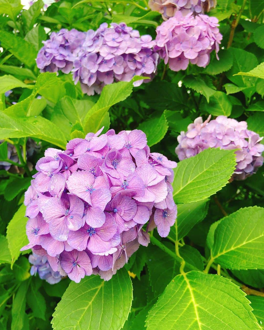 木戸大聖さんのインスタグラム写真 - (木戸大聖Instagram)「打ち合わせ終わりに、 "紫陽花(アジサイ)"をパシャリっ…！📸 してるところを、 パシャリされてました…(笑)🙈🤳 . "紫陽花"って一年でこの時期しか見れないと思うと、 貴重ですよね〜☺️☂️ . #雨上がりって #なんか好き」6月25日 16時28分 - taisei_kido_