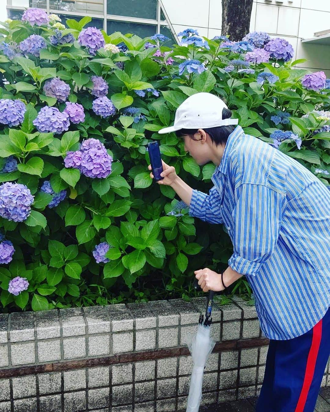 木戸大聖さんのインスタグラム写真 - (木戸大聖Instagram)「打ち合わせ終わりに、 "紫陽花(アジサイ)"をパシャリっ…！📸 してるところを、 パシャリされてました…(笑)🙈🤳 . "紫陽花"って一年でこの時期しか見れないと思うと、 貴重ですよね〜☺️☂️ . #雨上がりって #なんか好き」6月25日 16時28分 - taisei_kido_