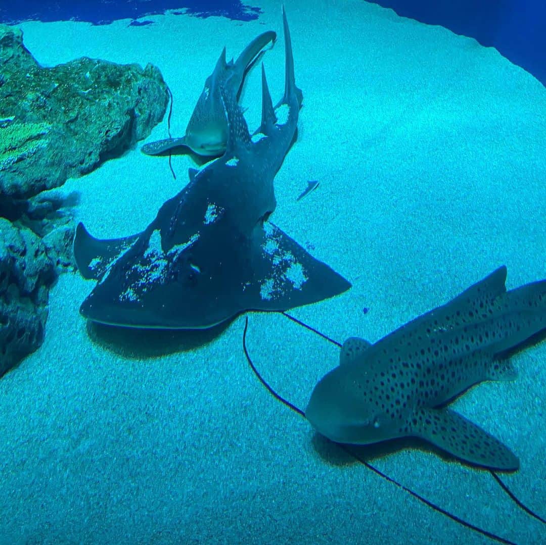 GOSAMARUのインスタグラム：「たまには心に余裕をと思い1人で行ってきました！！ 水族館！！ 新しい所でしたがなかなか楽しめました。 1人でって思うかもですが僕は上野動物園も1人で行ける人間なので😅 むしろ1人の方がゆっくり見れるのです！！ #DMMかりゆし水族館 #rd_pw #琉ドラ #沖縄 #水族館」