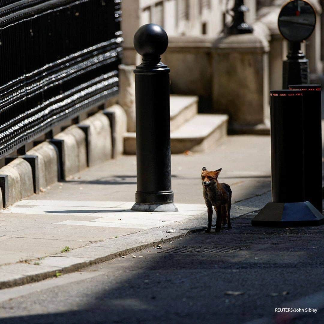 ABC Newsさんのインスタグラム写真 - (ABC NewsInstagram)「A wild fox pays a visit to Downing street in central London, the home of the British prime minister's tightly guarded official residence. #animals #foxes #unitedkingdom🇬🇧 #downingstreet」6月25日 16時48分 - abcnews