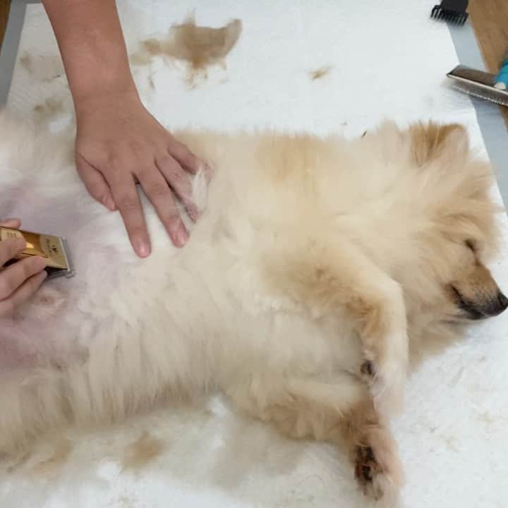 のインスタグラム：「Someone fell asleep during their haircut 🤣  This is my second attempt at grooming Melo!! Need to buy those curved scissors so I can give him a cuter look 🥰  #Quaranthings」