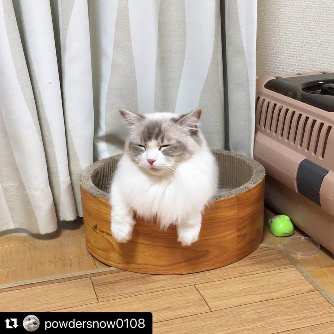 ねこさんのインスタグラム写真 - (ねこInstagram)「【#ねこは人を笑顔にする】❣️ ぬくぬく。ごはん食べたあとだから眠くなっちゃうね☺️🍚 @powdersnow0108 さん、ありがとう🌞🌈 #Repost @powdersnow0108 with @make_repost ・・・ ぶれっくふぁーすと後  After breakfast.  #うとうと #いい湯だなスタイル  #ねこは人を笑顔にする  #猫 #ラグドール #リンクス #にゃんすたぐらむ #ふあふあ #lagdoll #cat #catstagram #catstagram_japan」6月25日 16時56分 - neko_magazine