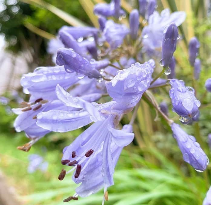 森﨑美月さんのインスタグラム写真 - (森﨑美月Instagram)「✨💧✨ 水滴シリーズ‼︎ ❤︎ ❤︎ 庭のお花💜🌼💜 宝石をまとっているみたいに✨キラキラ✨してたからパチリ〜〜〜📸😊 ❤︎ ❤︎ #ニコプチ #プチモ #森﨑美月」6月25日 17時18分 - morisaki_mizuki_