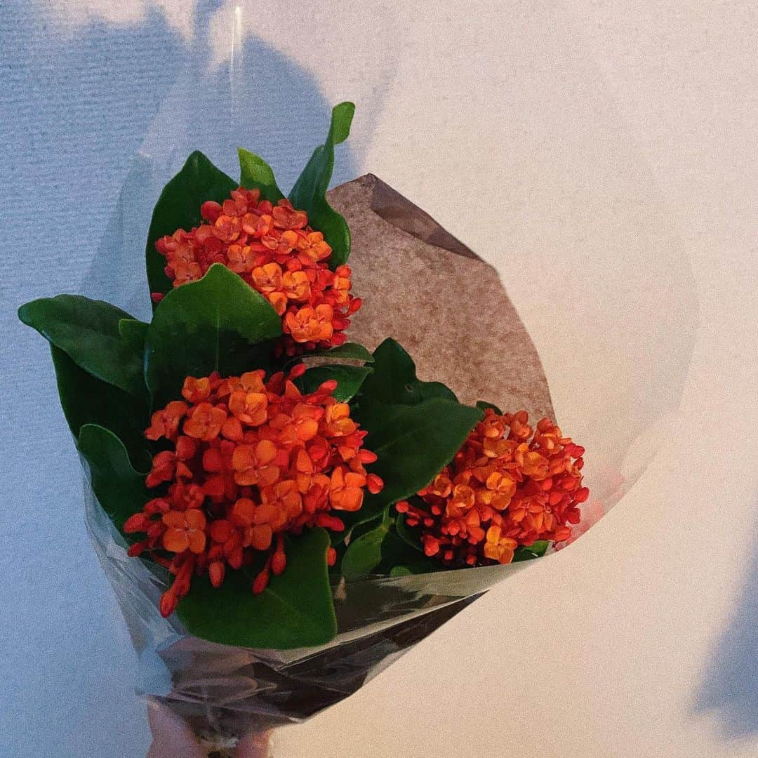 黒谷磨世のインスタグラム：「前、部屋に飾ってたお花 とっても可愛かったけど、なんて名前だったんだろう👏」