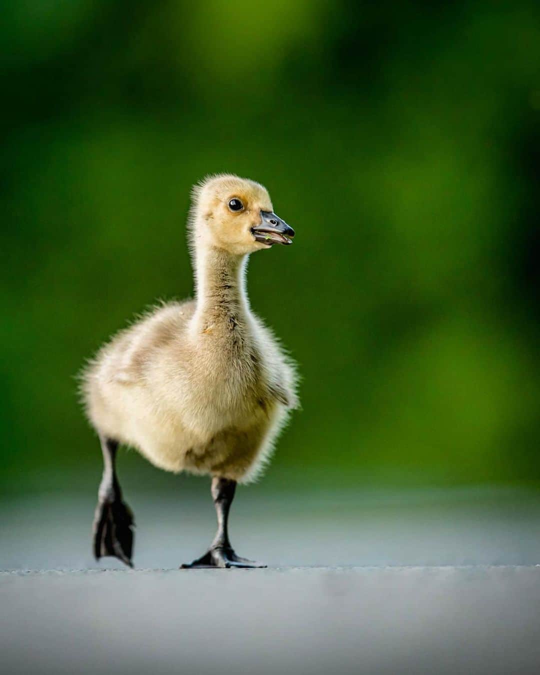 Canon Photographyさんのインスタグラム写真 - (Canon PhotographyInstagram)「“I have been really enjoying my evenings at my local lake following a small family of Goslings. Here is one of the older Goslings crossing the road to feed on a nice grassy area on the other side of the lake. Such awesome little subjects to spend time with.” Photography | @seanweeklywildlife  Curated by @ianharper」6月25日 17時53分 - cpcollectives