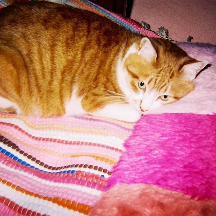 マコ・プリンシパルのインスタグラム：「my love🐈💕💕💕 ・ 😼 ・ 😼 ・ #写ルンです #cat #ninichan」