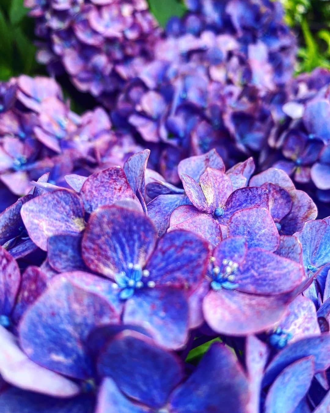 MaRuRi（まるりとりゅうが）さんのインスタグラム写真 - (MaRuRi（まるりとりゅうが）Instagram)「#紫陽花 1番大好きな色」6月25日 18時15分 - maruridayo