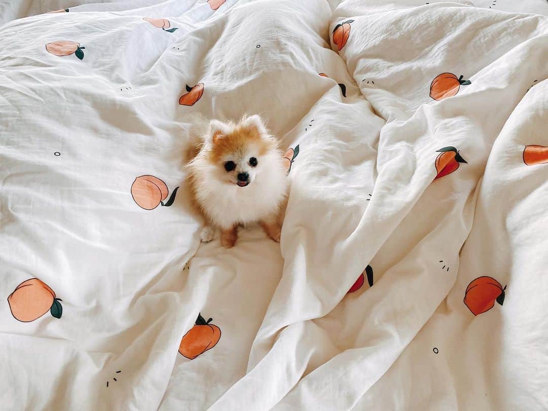 r_oseのインスタグラム：「My little munchie 🍑🐰〰️」