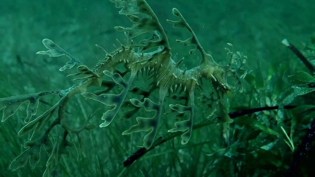 のインスタグラム：「Video by Michaela Skovranova @mishkusk | The Great Southern Reef covers more than 71,000 square kilometers (24,000 sq mi) off southern Australia. It's home to a real-life dragon: the endemic leafy sea dragon that uses its structure as camouflage. The exquisite creatures are fragile, and susceptible to a number of environmental issues such as climate change, water pollution, and other human impacts. #thegreatsouthernreef #leafyseadragon #Australia #TheGreatAustralianBight #ocean」