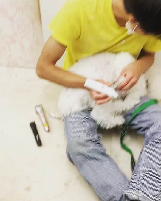 BLADeのインスタグラム：「﻿ むっちゃリラックスしてるかって﻿ 言われたらそーでもないけど﻿ かなり力抜けて﻿ 僕に委ねてくれてるし﻿ 今までにないくらい﻿ リラックスしてくれてる気がする😁﻿ 多少怒る事もあるけどほとんどない‼️﻿ ﻿ ﻿ 2つ目は約4ヶ月前﻿ この時はまだまだ怒ったりしてた‼️﻿ ﻿ 感慨深いですねー😎﻿ ﻿ ﻿ ☆☆☆☆☆☆☆☆☆☆☆☆☆☆☆☆☆﻿ 優しくトリミングさせて頂きます😌﻿ ご来店、お問い合わせお待ちしています‼️﻿ ドッグビューティーサロンELLE ﻿ 06-6431-3838﻿ ☆☆☆☆☆☆☆☆☆☆☆☆☆☆☆☆☆﻿ ﻿ ■■■■■■■■■■■■■■■■■■■﻿ 🌟YouTubeはじました🌟　﻿ プロフィールリンクから見てみてください😉 ﻿ ■■■■■■■■■■■■■■■■■■■﻿ ﻿ #トリマー #trimmer #グルーマー #instadog #dogstagram #슈나우저 #トリミング #ブレちゃん #BOKUMO取扱店 #훈육미용　#긍정미용사  #훈육미용사 #긍정미용사 #훈육미용사 #남자애견미용사 #애견미용사 #애견미용 #펫스타일리스트 #강아지미용  #petgrooming #doggrooming #優しいトリミング ﻿ #元保護犬　#保護犬　#野犬　#元野犬　#ハーブパック　#稲ちゃん　#稲ちゃん犬」