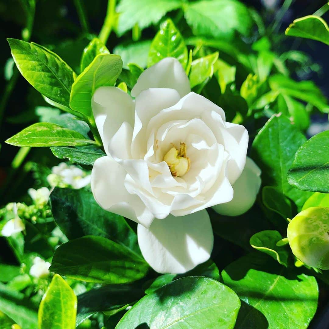 カイリー・ミノーグさんのインスタグラム写真 - (カイリー・ミノーグInstagram)「Yes! One of my favourite flowers with such a divine fragrance. #Gardenia always reminds me of my Mum’s garden. 👩🏼‍🦱🌸💖」6月25日 18時59分 - kylieminogue