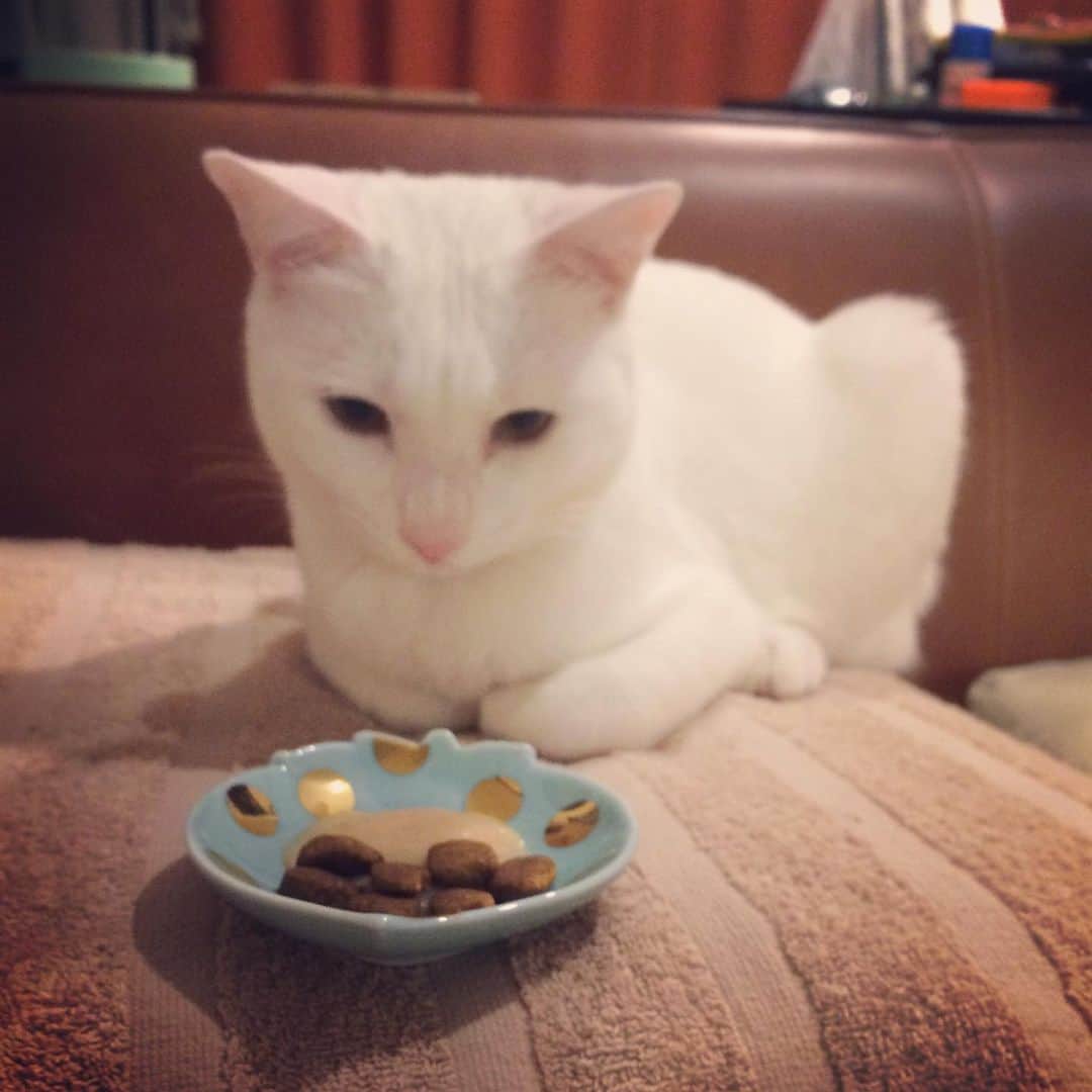 岡田屋鉄蔵のインスタグラム：「アルナブさん、一歳になりました。マイクロチップも入って一丁前ね。」