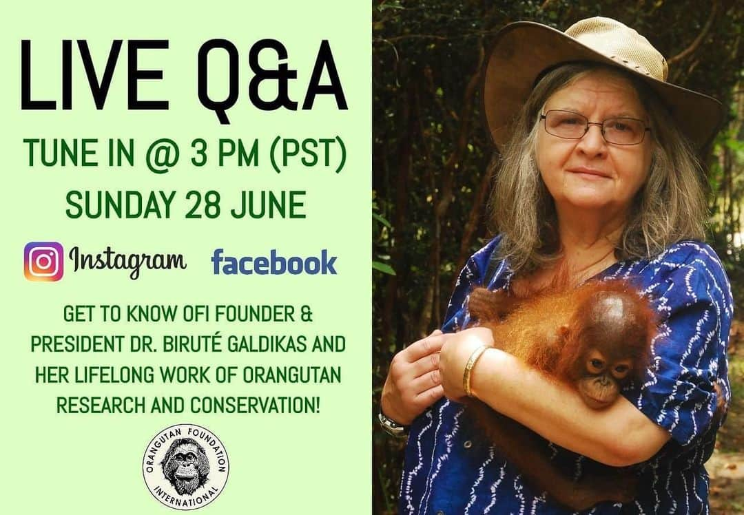 OFI Australiaさんのインスタグラム写真 - (OFI AustraliaInstagram)「You are invited to join OFI Founder & President Dr. Biruté Galdikas on Instagram - @orangutanfoundationintl - for a LIVE Q & A session. The time posted above is Los Angeles time. For anyone who is interested in our neck of the woods .. Australians ... you can tune in on Monday morning, 29th June at 8.00am Eastern Standard Time (that's Qld, NSW, ACT & Victoria) New Zealanders ... it's quite early for you guys on Monday morning, 29th June at 6.00am」6月25日 18時59分 - ofi_australia