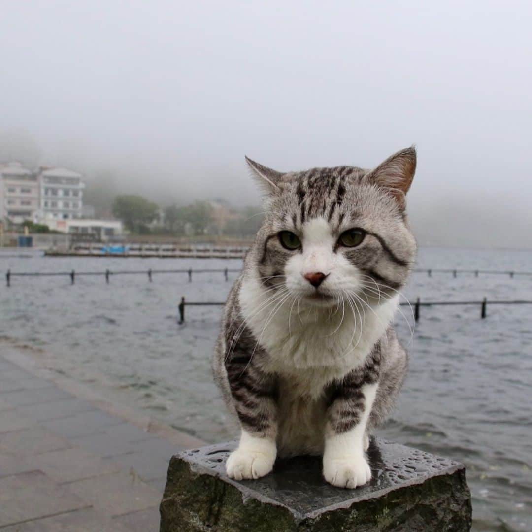 Nyankichi Noranekoさんのインスタグラム写真 - (Nyankichi NoranekoInstagram)「箱根駅伝🏃‍♂️のコースの確認と、霧と雨の芦ノ湖周辺のパトロールを行ってきたにゃり😸  猫 #cat #고양이 #แมว #貓 #кошка #qata #chat #ニャンスタグラム #gato #catsofinstagram #ねこ部 #旅猫 #cats #野良猫 #ニャン吉 #japan #猫写真 #ねこ #seekor #ネコ #kitty #catlover #動物 #芦ノ湖 #箱根」6月25日 19時10分 - noraneko_nyankichi