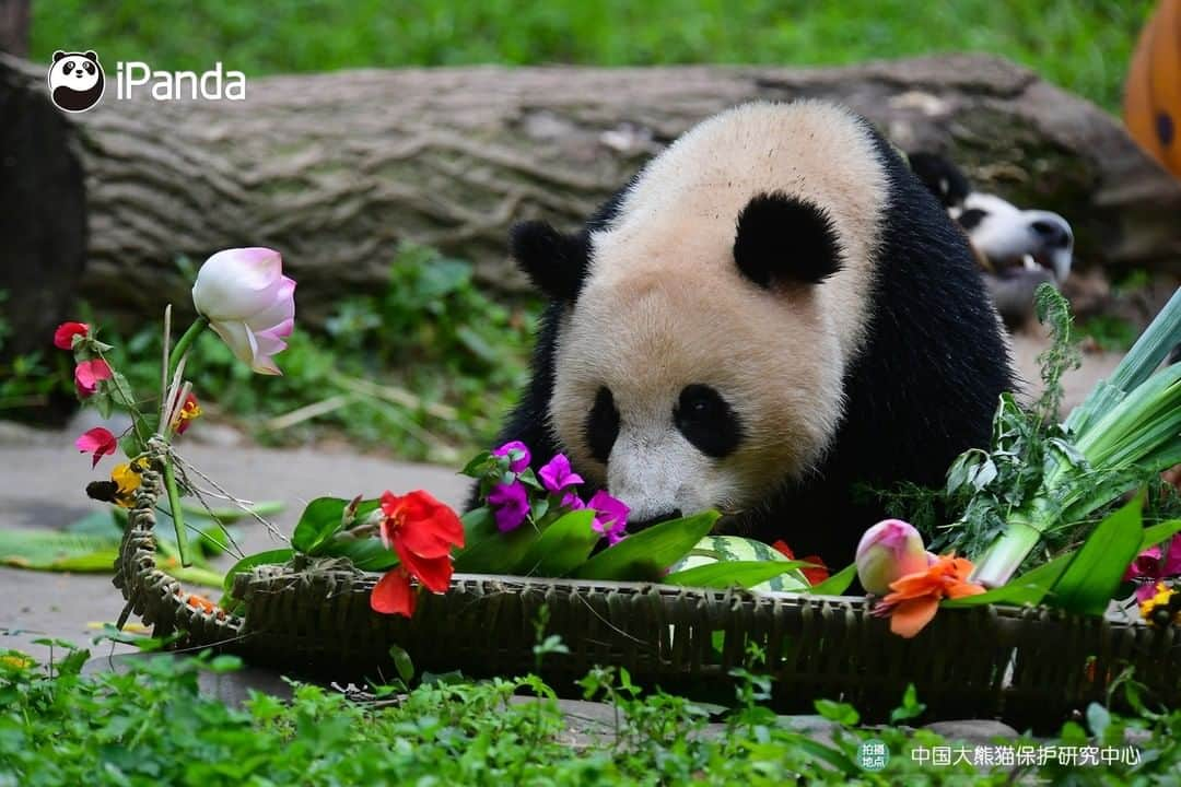 iPandaさんのインスタグラム写真 - (iPandaInstagram)「Today is the Dragon Boat Festival in China! Thanks nannies for preparing us a meaningful feast! Wish everyone a heartwarming holiday! 🐼 🐾 🐼 #ChineseCulture #panda #ipanda #animal #pet #adorable #China #travel #pandababy #cute #photooftheday #Sichuan #cutepanda #animalphotography #cuteness #cutenessoverload #giantpanda」6月25日 19時23分 - ipandachannel