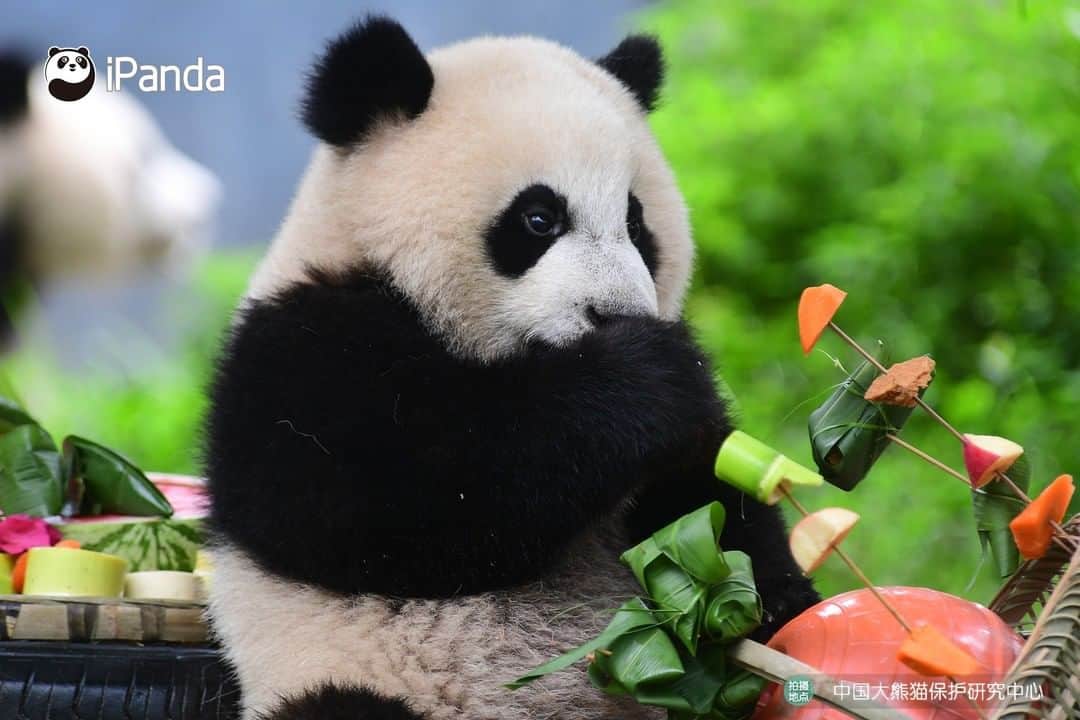 iPandaさんのインスタグラム写真 - (iPandaInstagram)「Today is the Dragon Boat Festival in China! Thanks nannies for preparing us a meaningful feast! Wish everyone a heartwarming holiday! 🐼 🐾 🐼 #ChineseCulture #panda #ipanda #animal #pet #adorable #China #travel #pandababy #cute #photooftheday #Sichuan #cutepanda #animalphotography #cuteness #cutenessoverload #giantpanda」6月25日 19時23分 - ipandachannel