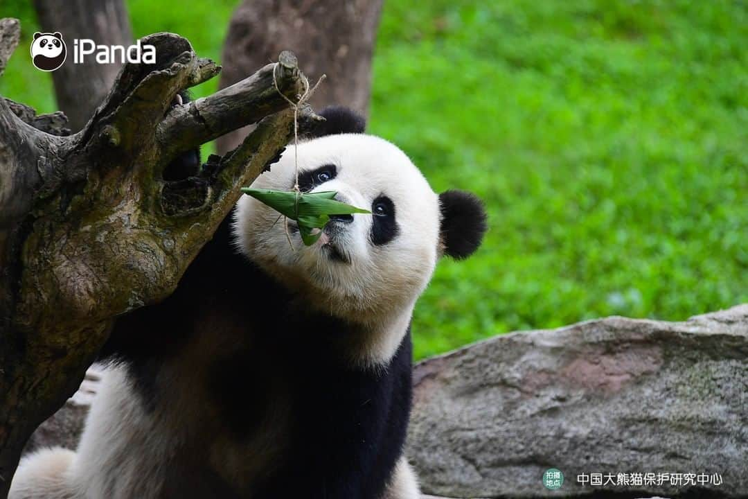 iPandaさんのインスタグラム写真 - (iPandaInstagram)「Today is the Dragon Boat Festival in China! Thanks nannies for preparing us a meaningful feast! Wish everyone a heartwarming holiday! 🐼 🐾 🐼 #ChineseCulture #panda #ipanda #animal #pet #adorable #China #travel #pandababy #cute #photooftheday #Sichuan #cutepanda #animalphotography #cuteness #cutenessoverload #giantpanda」6月25日 19時23分 - ipandachannel