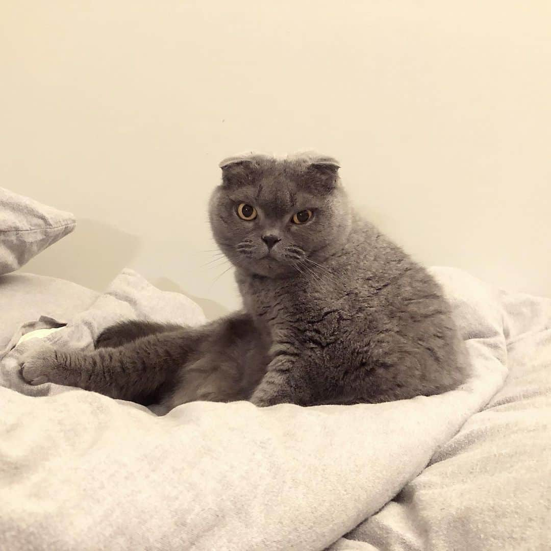 Baconのインスタグラム：「The face you give when you’ve been told to get out of bed. #tryme」