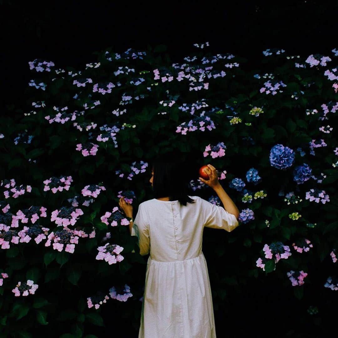 のインスタグラム：「hydrangea . . . 紫陽花はダークな感じが好きかな🌿 . . . . 🌸」