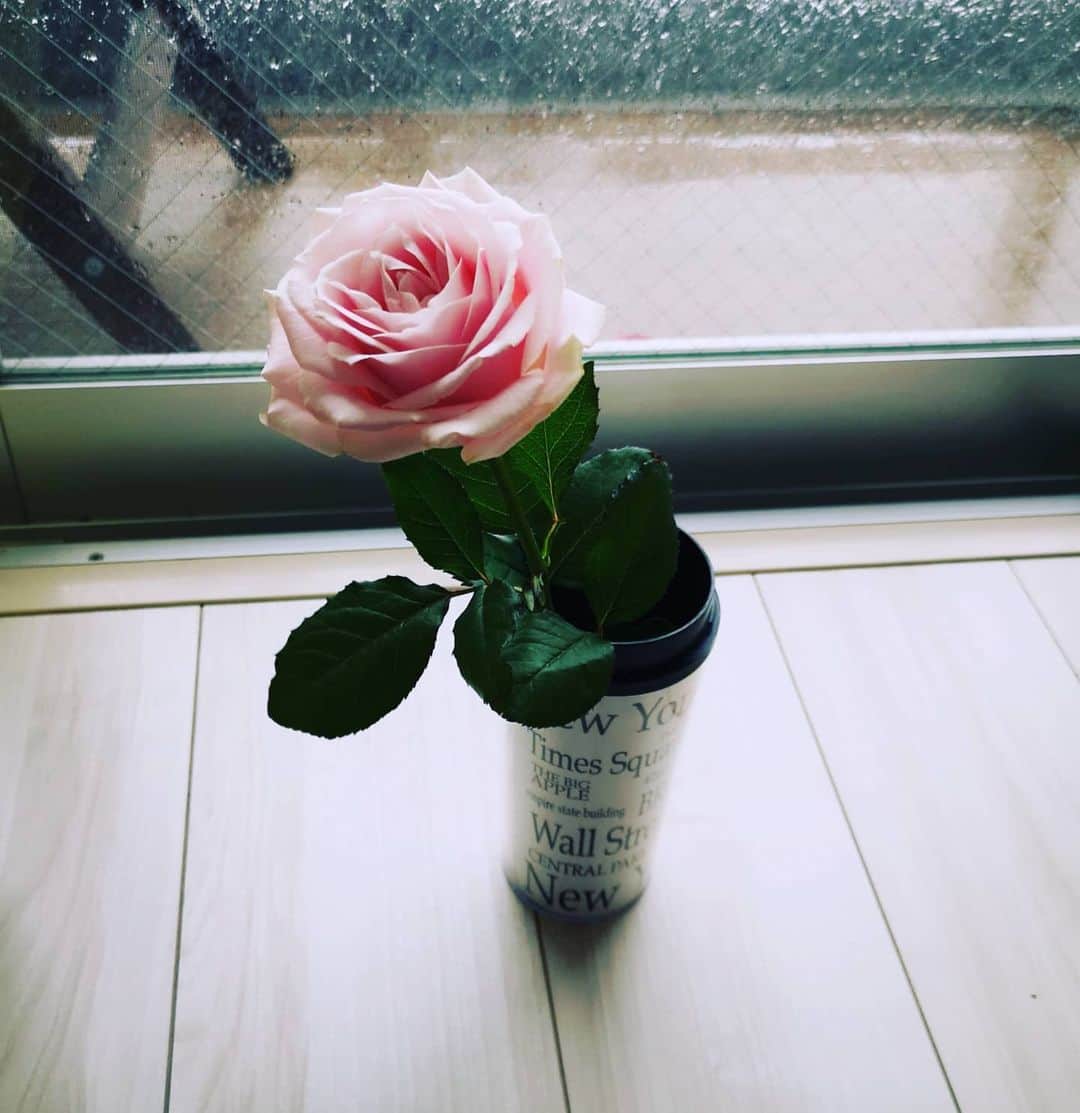 山上紗和 のインスタグラム：「いただいた薔薇さん🌹  枯れてしまう前に🤳」