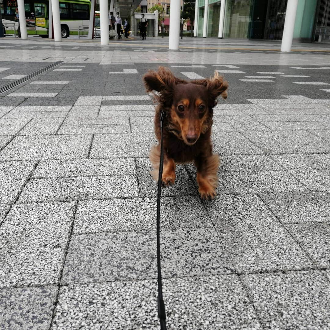 ななこさんのインスタグラム写真 - (ななこInstagram)「雨が続いて運動不足。 爆走して運動不足解消💨💨 ※ ※ #犬 #愛犬 #ダックス #カニンヘン　 #dog #dachshund #dogstagram  #doxie #instadog #instadachshund  #petstagram #dachshundsofinstagram」6月25日 20時01分 - nanaco_dachs