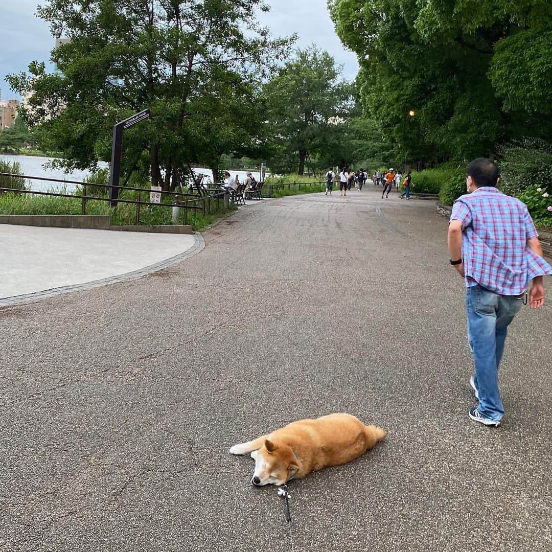 まる（まるたろう）さんのインスタグラム写真 - (まる（まるたろう）Instagram)「It's okay if you leave before me.✨🐶✨パパ先に帰ってていいよ #夕方の風にあたっていきたい気分なの #そういう時ってあるでしょ #心配しないでいいよ #まる1人で帰れるからね #帰巣本能あるし #柴犬落ちてます #台車持参で迎えにきてください #可能であればクッション付きの台車で #扇風機とドリンクホルダーもついてるといいな」6月25日 20時11分 - marutaro