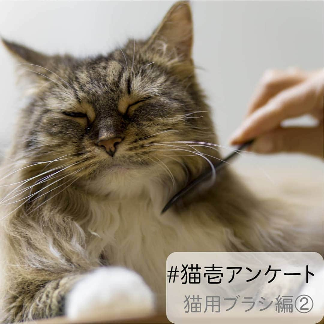 猫壱（ねこいち•ネコイチ）さんのインスタグラム写真 - (猫壱（ねこいち•ネコイチ）Instagram)「▫ 【教えて！#.猫壱アンケート ✨】 ▫ ▫ 猫用ブラシについていくつか質問させてください👍✨アンケート2回目になります😉 ▫ ▫ 2度目のアンケートは1度目の質問と被る部分もあるのですが、#どんな毛質の猫さんがどんなブラシを使っているのか お伺いできればと思います♪ ▫ ▫ ①長毛種or短毛種どちらですか？ ②どんなブラシをおつかいですか？ ▫ 多頭飼いさんは長毛種さんと短毛種さんでブラシを変えているか教えていただければと思います！ ▫ ▫ ぜひぜひたくさんの方にブラシ事情を教えていただければ嬉しいです❤ よろしくお願いいたします！ ▫ ▫ :::::::::#猫壱 ::::::: 猫壱は猫と人との暮らしの向上を目指して猫グッズの開発に取り組んでいます♪ 気になる方は @necoichicojp をチェックしてみてくださいね！ ▫ #猫すきな人と繋がりたい #猫のいる幸せ #ねこ #ネコ #猫好き #ねこらぶ #猫#ペット  #necoichi #cat #kitty  #kitten #pet」6月25日 20時09分 - necoichicojp