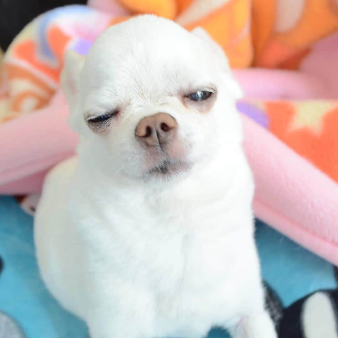 KORIKIのインスタグラム：「おはようございます♪ #あなたは誰ですか #dogofsapporo #dog, #dogs, #dogstagram,#chihuahua,#犬バカ部,#チワワ,#koriki, #hanadog #白スムチ連合会, #スムチー,  #dogofthedayjp, #dogoftheday  #ilovemydog #instadog #instapet #WhiteChihuahua  #吉娃娃 #치와와  #dogsofinstagram #Chihuahualover  #ชิวาวา #チワワの輪 #barkbox #WhiteChihuahuaParty #もふもふモフモフ」