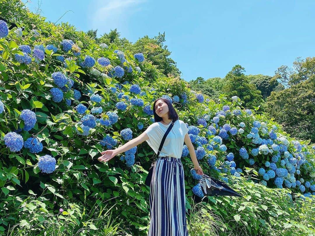 のインスタグラム：「ちょっとやる気なさそう🤣 ﻿ ﻿ #紫陽花﻿ いっぱい撮ったよん📸﻿ ﻿ ﻿ ﻿ 今までで﻿ 一番満開の時期に来た♡﻿ ﻿ ﻿ ずっと見てられる♡﻿ ﻿ ﻿ ﻿ ﻿ ﻿ ﻿ ﻿ ﻿ #花ことば﻿ 『移り気』 🙃﻿ ﻿ ﻿ 一方で﻿ 『和気あいあい』『家族』『団欒』﻿ ﻿ という意味合いも✨﻿ ﻿ ﻿ ﻿ ﻿ #あじさい﻿ #flower﻿ #花﻿」