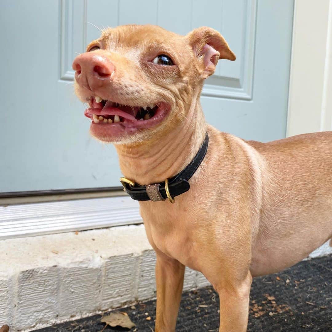 Tuna {breed:chiweenie} さんのインスタグラム写真 - (Tuna {breed:chiweenie} Instagram)「The joy he feels when it finally stops raining because now he can pee without it feeling like he’s being peed on by the sky. That makes him happy.」6月26日 6時52分 - tunameltsmyheart