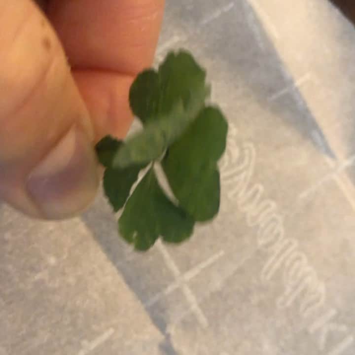 マーシャ・ゲイ・ハーデンのインスタグラム：「#fiveleafclover!!! Found in my garden! Dear God of all things I hope it portends great things ahead for ALL! #vote2020」