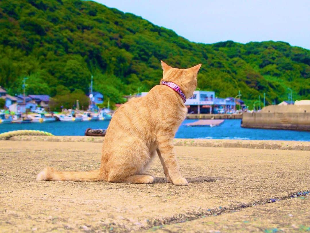 文田健一郎さんのインスタグラム写真 - (文田健一郎Instagram)「- OLYMPUSがカメラ事業を売却するそうです... 凄く残念ですが、俺はこれからもコイツを使い続けて行きます📸 - とりあえず星空撮影のリベンジがしたい🤨 - - #OLYMPUS #OM-D #PEN #ファインダー越しの私の世界」6月25日 22時18分 - nyankowrestler