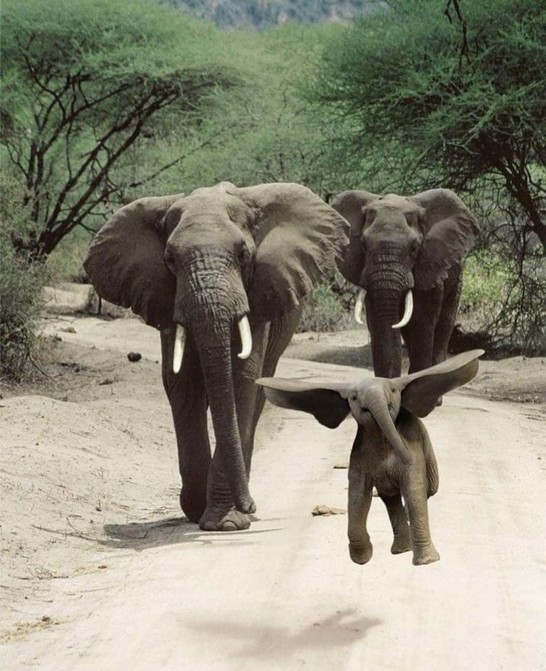 animalsさんのインスタグラム写真 - (animalsInstagram)「Dumbo! 🐘 #SaveTheElephants Via: @photos」6月25日 22時19分 - babyanmlpics