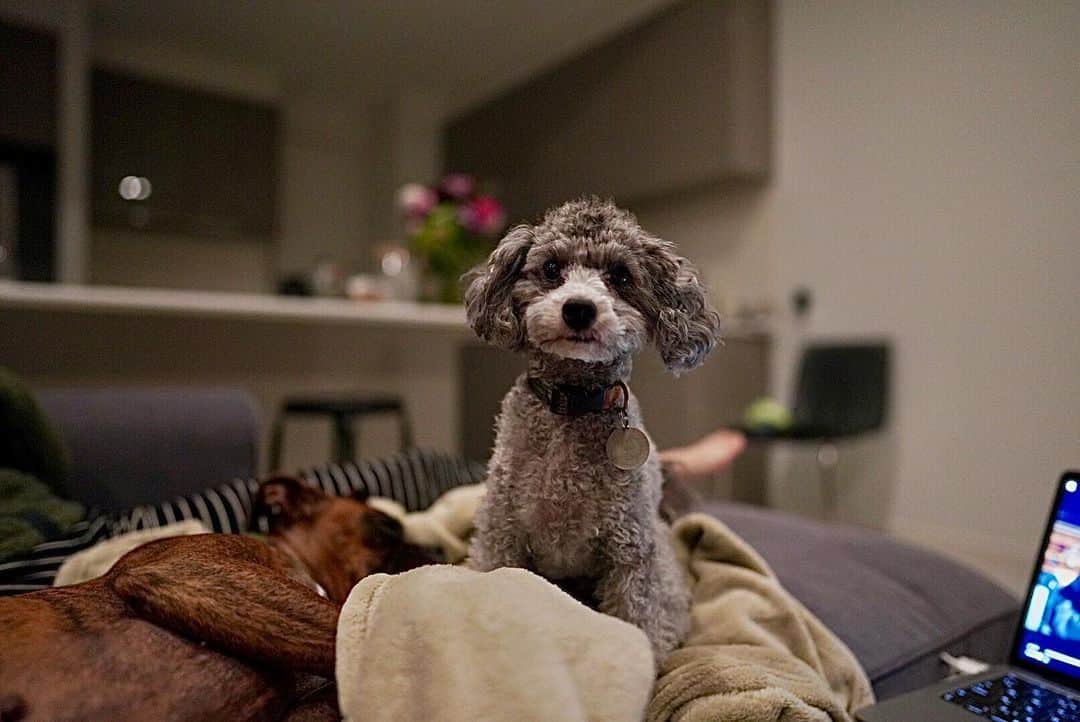 土井雪広のインスタグラム：「寝よ〜よ。  #犬の気持ち」