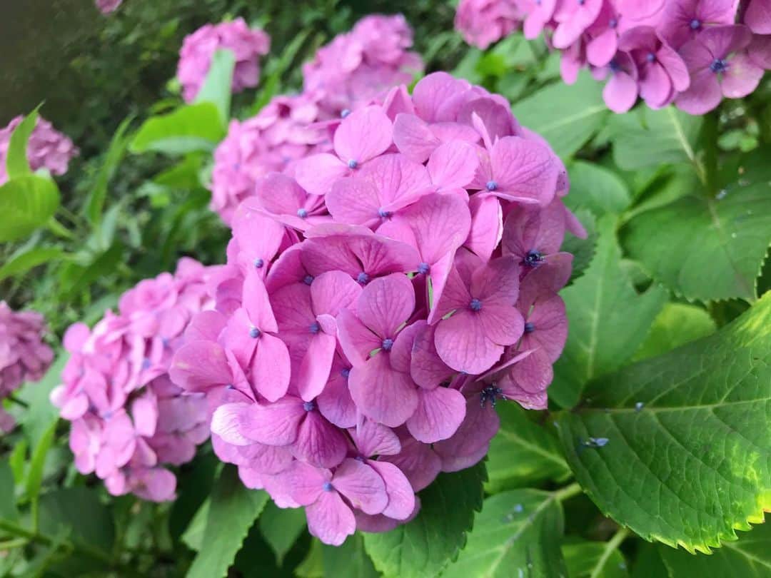 真仲りえさんのインスタグラム写真 - (真仲りえInstagram)「紫陽花が綺麗なうちに写真撮りたいな。 と、紫陽花だけ撮ってみる😆  #写真が好き #紫陽花 #あじさい #梅雨の季節 #ふぁいんだー越しの私の世界 #写真撮りたい #花 #声優 #役者 #風景写真が好き」6月25日 22時52分 - aries03m