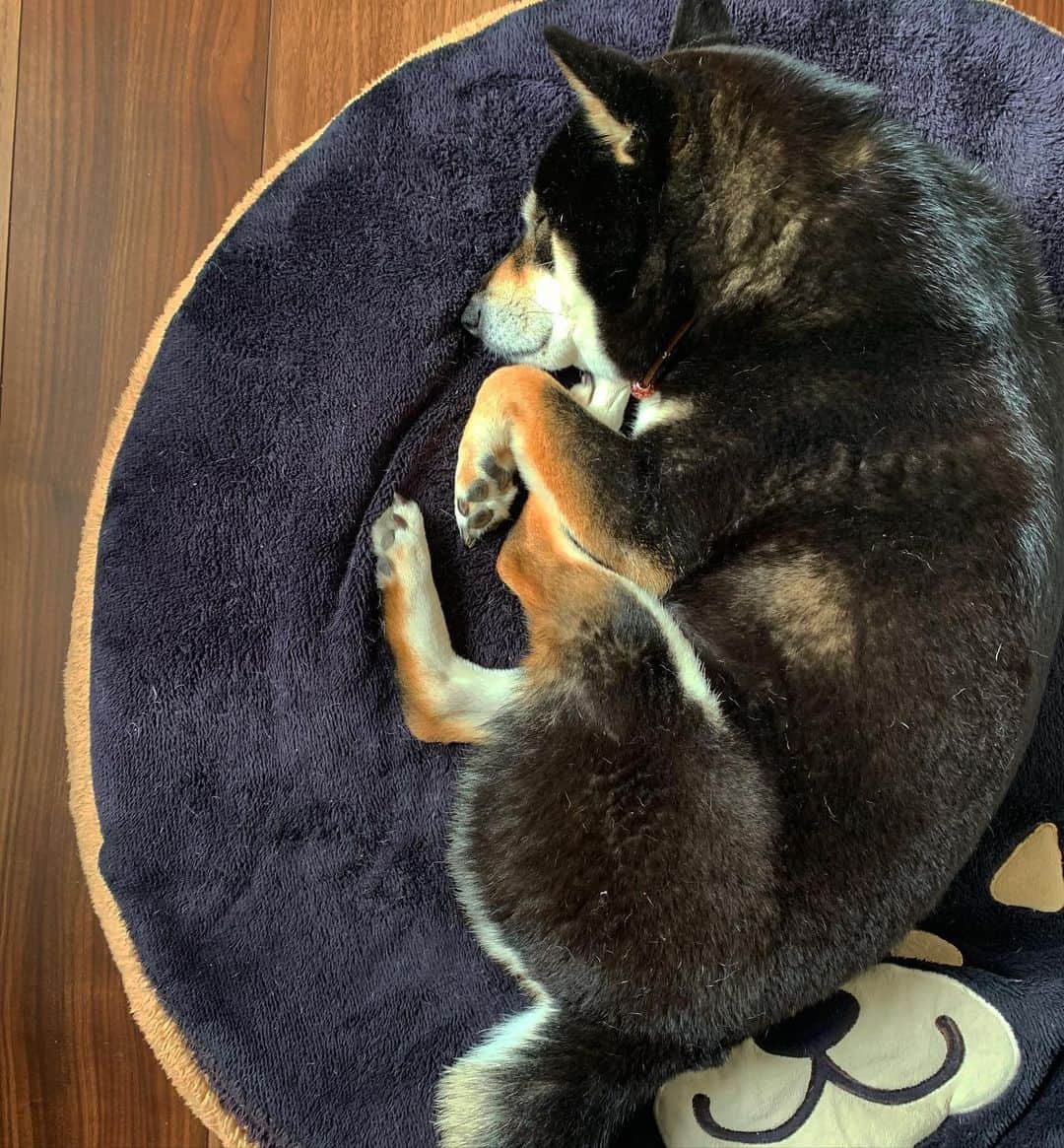 vo_coのインスタグラム：「🥯 日中送られてきた、本日の在宅ワーク監視犬の様子 掻いてたとこ、やっぱり毛が薄くなっちゃってるなー 最近痒がる様子はかなり減ってきてるけど、週末また薬塗ってシャンポーしないとだね！ #shibastagram #instashiba #shiba #shibainu #黒柴 #柴犬」