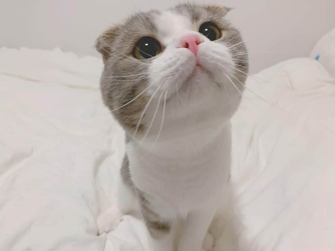 森みはるさんのインスタグラム写真 - (森みはるInstagram)「おやつを狙ってるときのにあ🐱笑 かわいい🥰🥰🥰🥰🥰」6月25日 23時07分 - miharu_mori