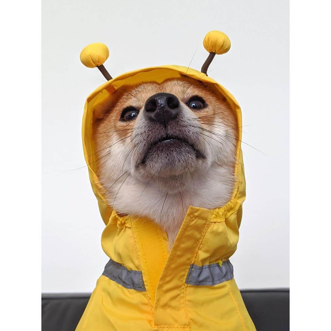 VANRIのインスタグラム：「* はなブンの登場はいつかな〜？🐝 #豆柴 #柴犬 #日本犬 #しばすたぐらむ #飼い主の撮影会にじっと付き合ってくれるはなび」