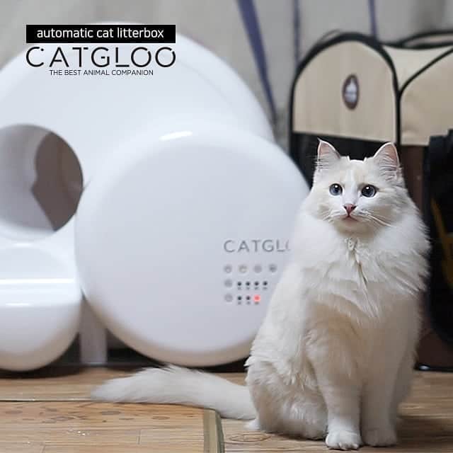 Aww Clubさんのインスタグラム写真 - (Aww ClubInstagram)「Dear furriends, if you want to buy me gift, this is the one - Visit indiegogo.com and search “catgloo” - Brand  CATGLOO Product  CAT “GLAM” LOO-Automatic cat litter box - #meowed #Catgloo #musthave #litterbox #awesomecattoilet #automatic #nomorescooping #automaticlitterbox #litterrobot #ZeroOdor #SelfCleaning #bymeowed #ad」6月25日 23時16分 - meowed