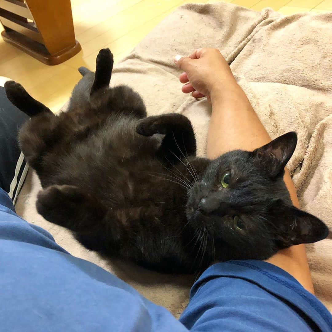 ホタテ＆クラム＆シラスのインスタグラム：「ヒトかよ #cat #neko #blackcat #猫 #ねこ #黒猫 #catstagram #instagram #instagramjapan #ig_japan #igersjp」