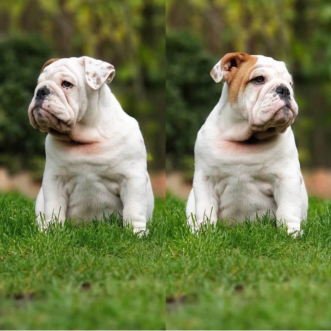 Bodhi & Butters & Bubbahのインスタグラム：「Seeing double 👀 . . . . . #bulldog #double #trouble #puppy #love #cute #baby #doglife #dog #mom #smile #be #happy #positivevibes 💕 @__the_life_of_lenny__」