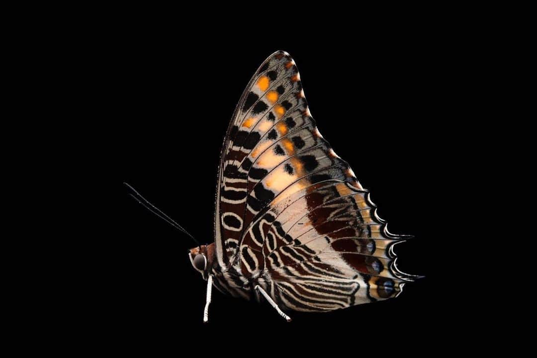 Joel Sartoreさんのインスタグラム写真 - (Joel SartoreInstagram)「This brilliant beauty is a giant charaxes butterfly @theomahazoo. Also known as a giant emperor butterfly, the wingspan of this species can range from three inches in males up to four inches in females. These butterflies can be found in a variety of habitats in Africa, ranging from open savannahs to closed forests. #butterfly #charaxes #emperor #giant #insect #PhotoArk #savetogether」6月25日 23時48分 - joelsartore