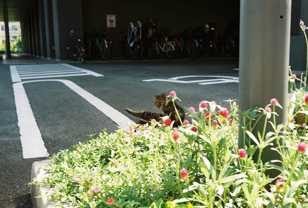 植田真梨恵さんのインスタグラム写真 - (植田真梨恵Instagram)「この間まちを歩きながら撮影してもらっているときにいらっしゃったのらの猫さん #olympustrip35」6月26日 0時10分 - u_e_d_a_m_a_r_i_e