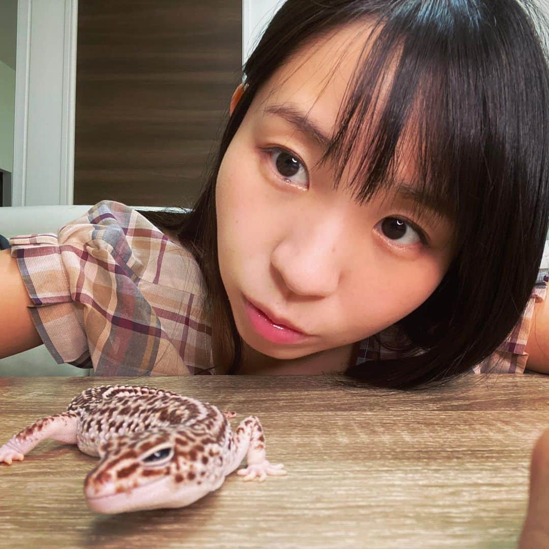 古川未鈴のインスタグラム：「. すき . . . . #leopardgecko」