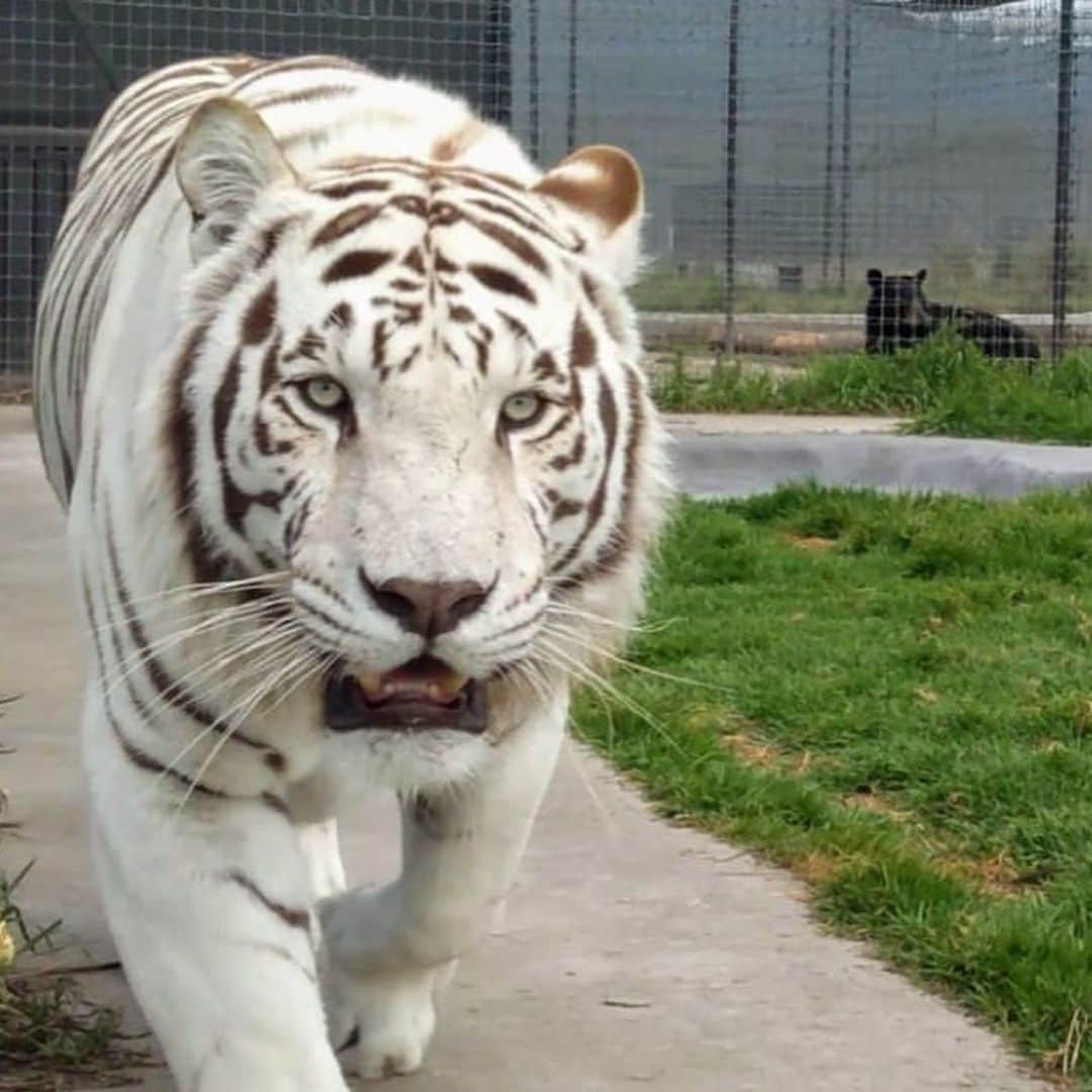 Black Jaguar-White Tiger さんのインスタグラム写真 - (Black Jaguar-White Tiger Instagram)「Enzo & Nube. Ghost. Los Milagros Del Norte. Rebel. Enzo :) #Stage2bBJWT」6月26日 0時19分 - blackjaguarwhitetiger