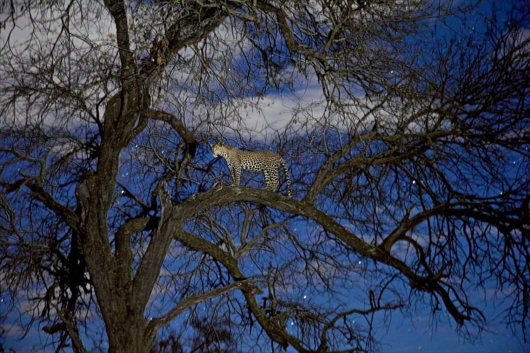 のインスタグラム：「Photo by @stevewinterphoto | A female leopard gets up from a nap in a tree, surrounded by stars and perching next her food, an antelope. Our animal family is so much like us—they find mates, they have kids, they feed themselves and their families. I hope we can find a way to believe that they think and feel emotion; we need to treat them with empathy–which may help us to treat each other with more empathy—and find a way to ensure their future on this planet. Nature is perfection, and gives us all we need to survive. Can we treat our natural world with the respect any life-giving entity deserves, and understand that the health of ecosystems, humans, animals, and all life is inextricably linked? #leopard #cat #catsofinstagram」
