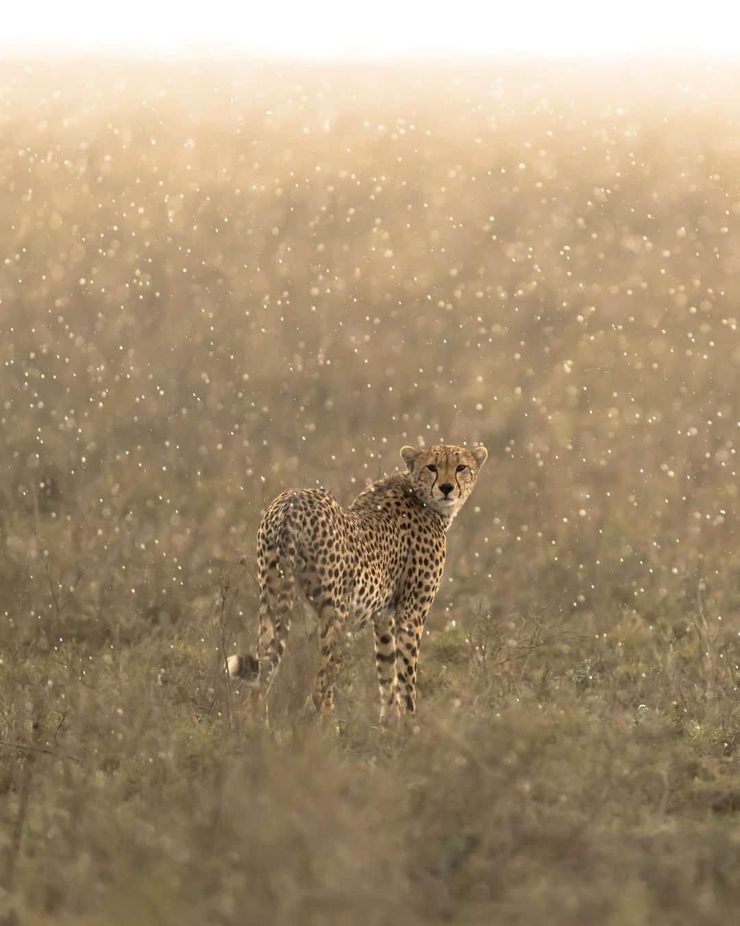 Discoveryさんのインスタグラム写真 - (DiscoveryInstagram)「The magical shower.  Photo and Caption: George Turner (@georgetheexplorer) . #cheetah #bigcatsofinstagram #awesome_earthpix #animals_in_world #naturelovers #wildlife_aroundworld #potd #naturephotography」6月26日 0時46分 - discovery