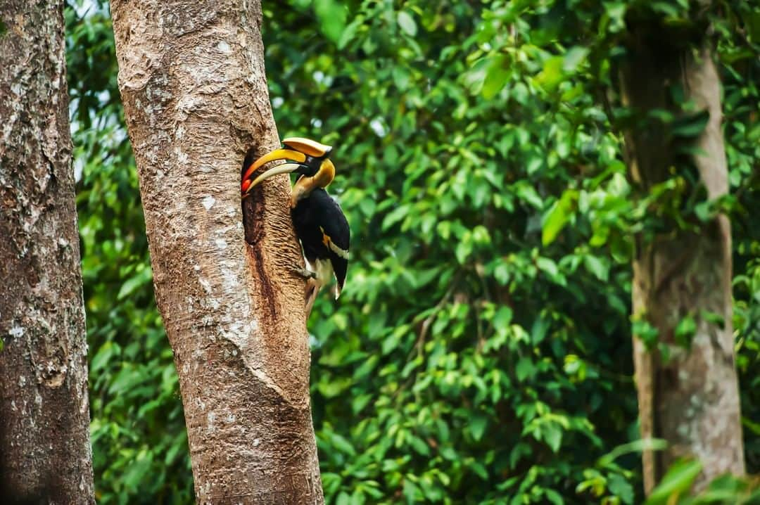 アニマルプラネットさんのインスタグラム写真 - (アニマルプラネットInstagram)「Hornbills nest in natural tree cavities or abandoned woodpecker holes. Before laying eggs, a female will seal herself inside the nest to keep predators out. During these times, the male feeds her and the chicks through a narrow slit in the wall -- what a gentlemen! . . #birds #birdlovers #birdlover #birdphotography #birdlife #birdlove #instabird #birdsofinstagram #birb #sparrow #photooftheday」6月26日 1時00分 - animalplanet